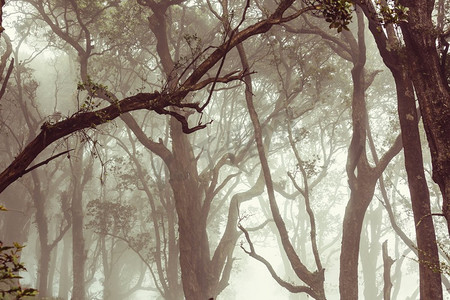中美洲哥斯达黎加的薄雾雨林