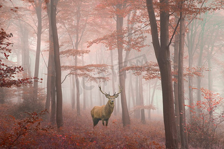 迷雾秋色森林景观中惊艳的马鹿形象