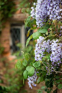 美丽的日本紫藤爬旧砖墙在英国乡村花园