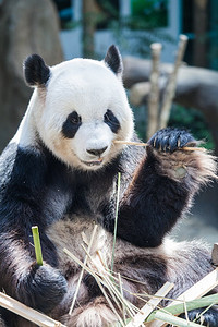 熊猫吃竹子摄影照片_大熊猫吃竹子。大熊猫吃竹子近摄视图
