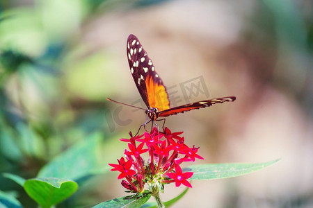 點點蝴蝶結摄影照片_蝴蝶在春天的花朵
