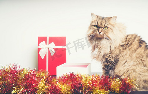 一只可爱的猫小猫在装饰着圣诞节的礼盒里玩耍