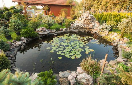 美丽的池塘与睡莲，园林绿化和假山花园。花园池塘景观