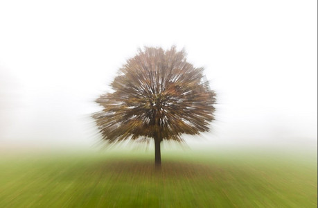 变焦运动模糊了秋天或秋天的树在被雾或薄雾覆盖的田野上
