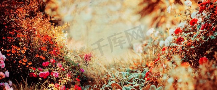 俏丽摄影照片_晴天的俏丽的秋天背景与各种各样的庭院或公园花和秋天叶子，横幅