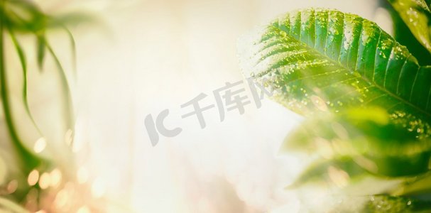 夏天的自然背景，绿叶，阳光和波克照明。您设计的横幅、边框或模板