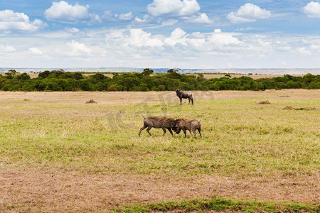 动物、自然和野生动物概念-非洲马赛马拉国家级自然保护区稀树草原上的疣猪战斗。在非洲大草原上战斗的疣猪