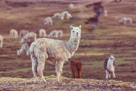 安第斯山脉的秘鲁羊驼