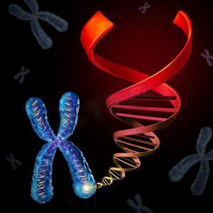 基因治疗摄影照片_染色体DNA作为染色体内的遗传物质，作为一种生物技术和基因治疗或免疫治疗的概念作为3D例证。