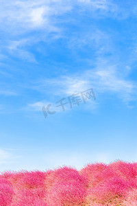 Kochia 和宇宙灌木与山景山，秋天在日立海滨公园，在日本茨城的蓝天
