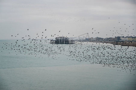 惊艳艺术字摄影照片_冬日惊艳的八哥鸟语飞过海面