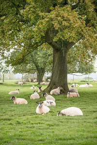 秋天农场田野景观中的绵羊