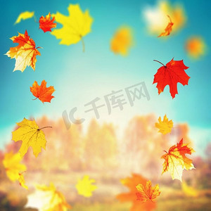 美丽的秋叶在晴朗的日子里落在树木和草地上，风景和天空为背景，户外秋色自然，相框