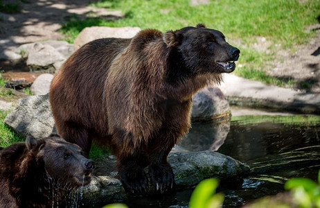 棕熊(Ursus Arctos)是分布最广的熊，分布在欧亚大陆北部和北美的大部分地区。