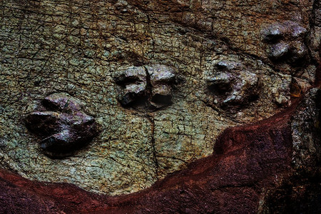 石灰岩摄影照片_秘鲁的恐龙足迹