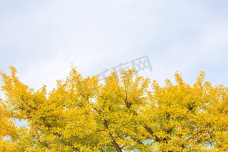 秋天的阳光摄影照片_日本东京秋天的银杏树
