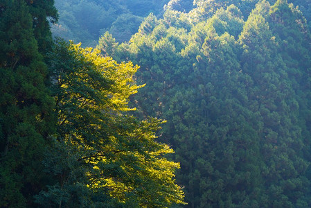 日本落叶林，天然图片，用于背景或墙纸
