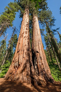 卡拉维拉斯大树州立公园的红杉树。美国加利福尼亚州。