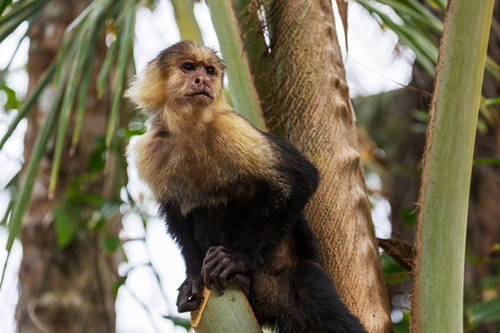 中美洲哥斯达黎加的白脸卷尾猴森林