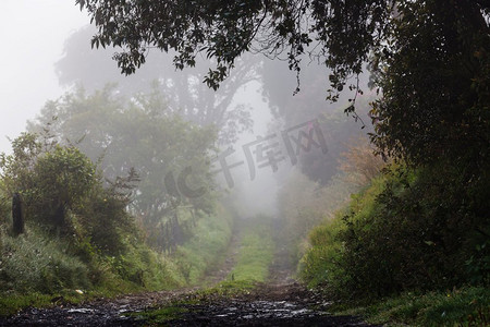 蕨类花摄影照片_中美洲哥斯达黎加的迷雾雨林