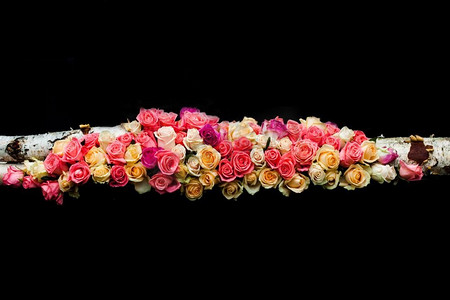 奢华的粉色和米色玫瑰在黑色背景上近在咫尺。粉色和米色玫瑰花边框