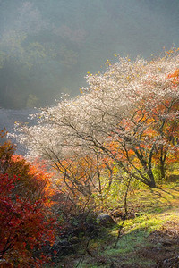 名古屋，小原。樱花开秋景。柴仓樱花在春天开一次，在秋天开一次。