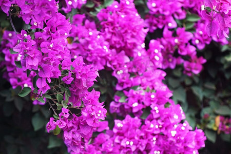 花三角梅摄影照片_热带开花植物墙