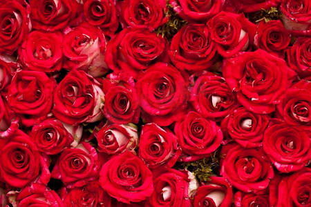 婚礼庆贺摄影照片_红玫瑰为背景，图案为婚礼设计。红玫瑰背景