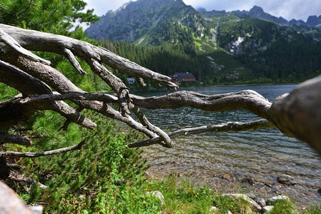 绿色树林河水摄影照片_浅浅的河水流过石头。山地景观