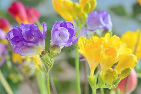 小花瓶摄影照片_花瓶里的一束小苍兰花