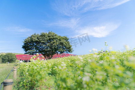 地肤和与小山风景的波斯菊灌木山，在日立海滨公园在秋天与蓝天在茨城，日本