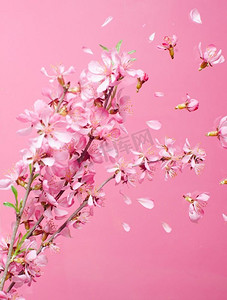 美丽的开花春天花爆炸在粉红色背景.春暖花开