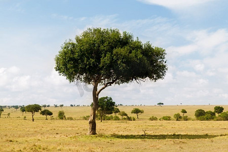 草原赛马摄影照片_自然，景观和野生动物的概念-非洲马赛马拉国家级自然保护区稀树草原的相思树。非洲大草原上的相思树
