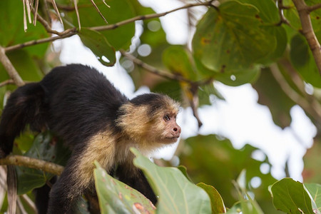 中美洲哥斯达黎加的白脸卷尾猴森林