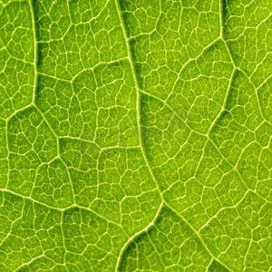 绿色叶片纹理,可见气孔覆盖外表皮层