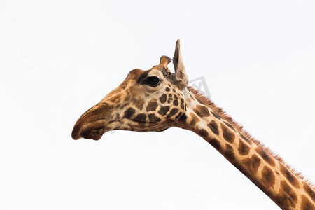动物，自然和野生动物的概念-长颈鹿头。近摄长颈鹿头