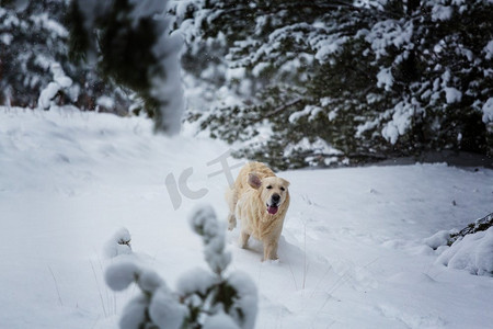 冬季草坪摄影照片_狗在冬季森林