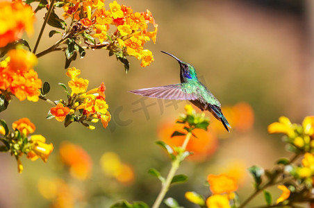 振摄影照片_中美洲哥斯达黎加的五彩蜂鸟