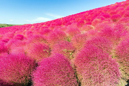 海边蓝天空摄影照片_地肤和与小山风景的波斯菊灌木山，在日立海滨公园在秋天与蓝天在茨城，日本