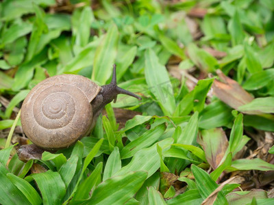 蜗牛爬上草地