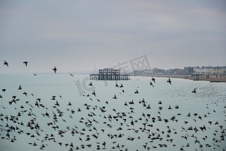 惊艳艺术字摄影照片_冬日惊艳的八哥鸟语飞过海面
