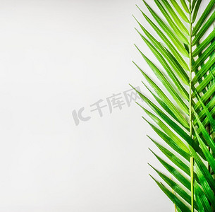 白色桌面背景上的热带棕榈叶，俯视，边框