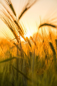 晚上的田地摄影照片_在日落或日出时在农场种植大麦的金色田地