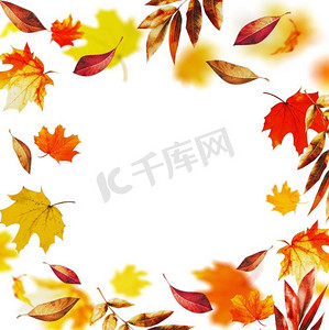 白色白色框摄影照片_五颜六色的秋叶，秋框，白色背景下的孤立无援