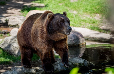 棕熊(Ursus Arctos)是分布最广的熊，分布在欧亚大陆北部和北美的大部分地区。
