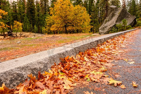 秋天的落叶落在潮湿的公路沥青上。约塞米蒂国家公园山谷在多云的秋天早晨。美国加利福尼亚