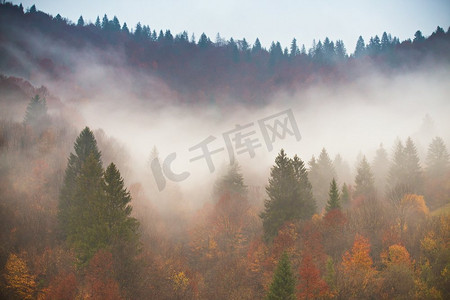 雨在秋天的彩色森林。云雾在雨天在山。松树、云杉、角树和山毛榉林地