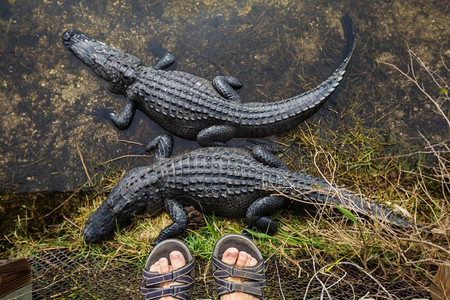 佛罗里达州的鳄鱼