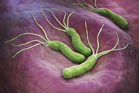 种摄影照片_幽门螺杆菌是一种在胃中发现的革兰氏阴性微嗜氧菌。3D插图