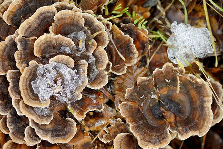 树花摄影照片_冬季森林中的灰树花蘑菇